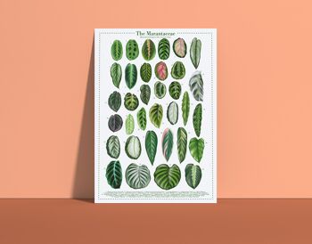 Affiche espèces végétales "Marantacées" DIN A4