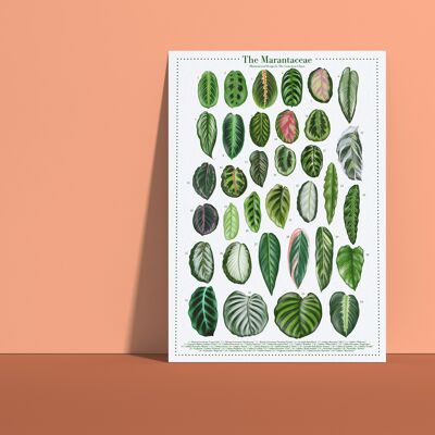 Specie vegetale Poster "Marantaceae" DIN A4