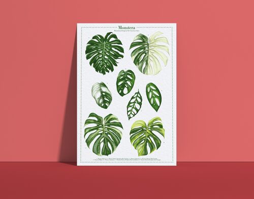 Plantspecies Poster "Monstera Variegata" DIN A4