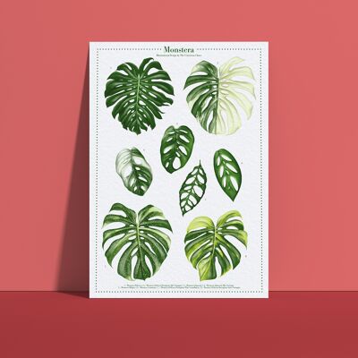 Plant species poster "Monstera Variegata" DIN A4