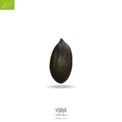 Semillas de calabaza a granel - Europa - 5 kg - Orgánicas*