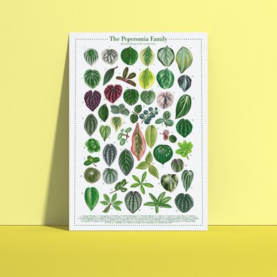 Poster di specie vegetali "Peperomia" DIN A4