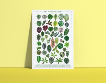 Affiche espèces végétales "Peperomia" DIN A4