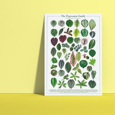 Poster di specie vegetali "Peperomia" DIN A4