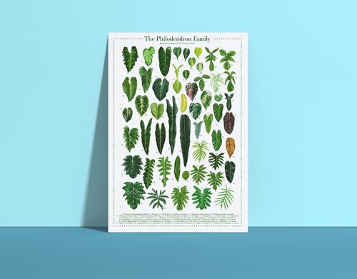 Plantspecies Poster "Philodendron" DIN A4