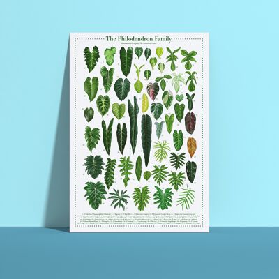 Affiche espèces végétales "Philodendron" DIN A4