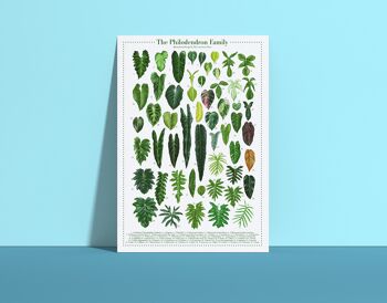 Affiche espèces végétales "Philodendron" DIN A4