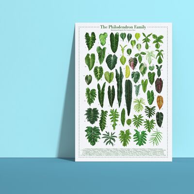Affiche espèces végétales "Philodendron" DIN A4