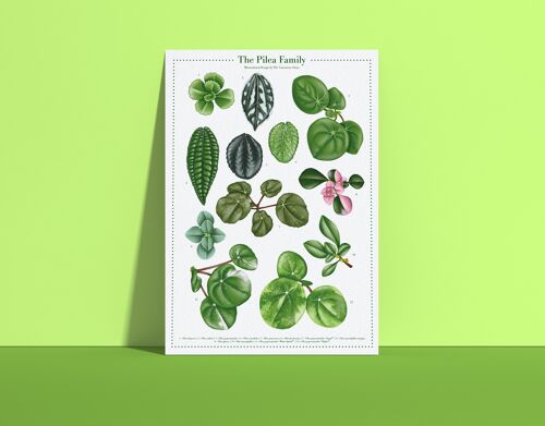 Plantspecies Poster "Pilea" DIN A4