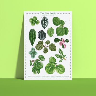 Poster di specie vegetali "Pilea" DIN A4