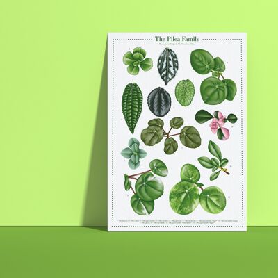 Poster di specie vegetali "Pilea" DIN A4