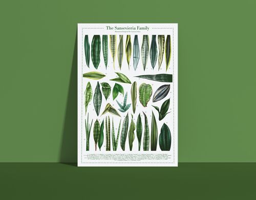 Plantspecies Poster "Sansevieria" DIN A4