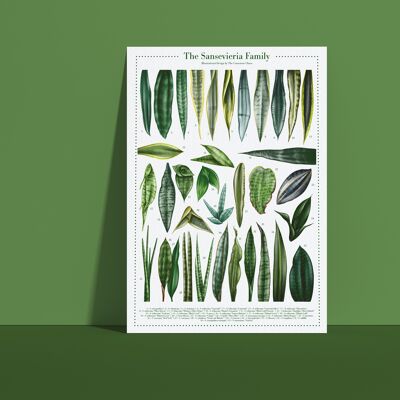 Plantspecies Poster "Sansevieria" DIN A4