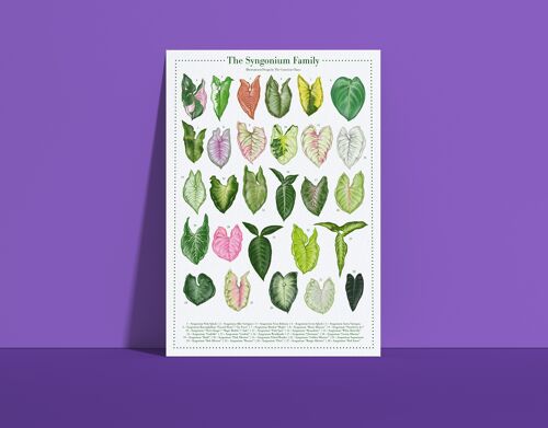 Plantspecies Poster "Syngonium" DIN A4