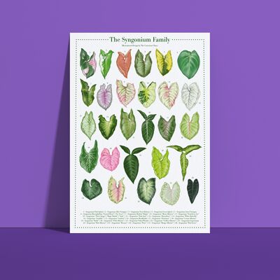 Poster di specie vegetali "Syngonium" DIN A4