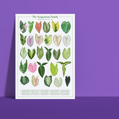 Poster di specie vegetali "Syngonium" DIN A4