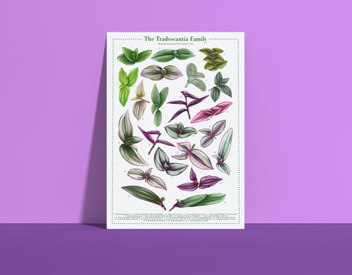 Plantspecies Poster "Tradescantia" DIN A4