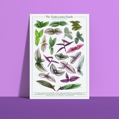 Póster especies vegetales "Tradescantia" DIN A4