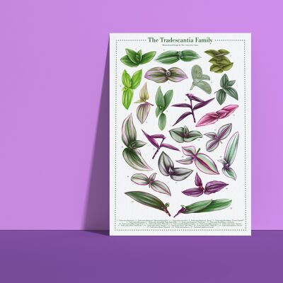 Affiche espèces végétales "Tradescantia" DIN A4