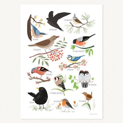 Heimische Vögel, Poster - DIN A3