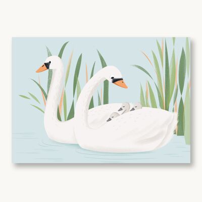 Postcard swans family