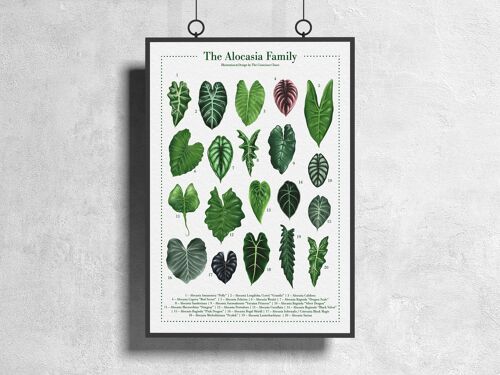 Plantspecies Poster "Alocasia" DIN A3
