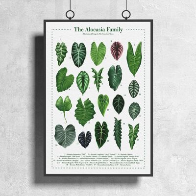 Plant species poster "Alocasia" DIN A3