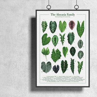 Poster di specie vegetali "Alocasia" DIN A3