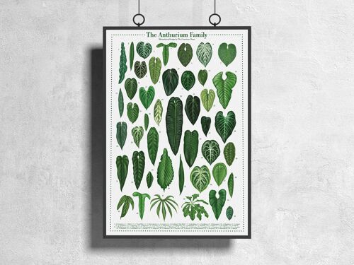 Plantspecies Poster "Anthurium" DIN A3