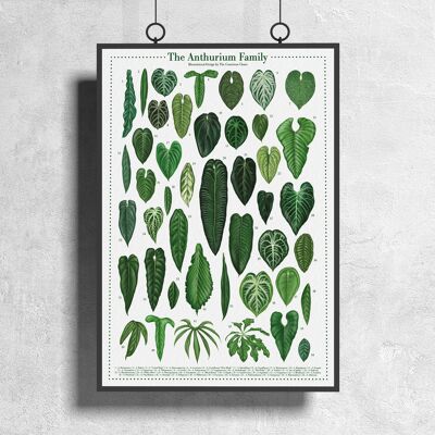 Poster di specie vegetali "Anthurium" DIN A3