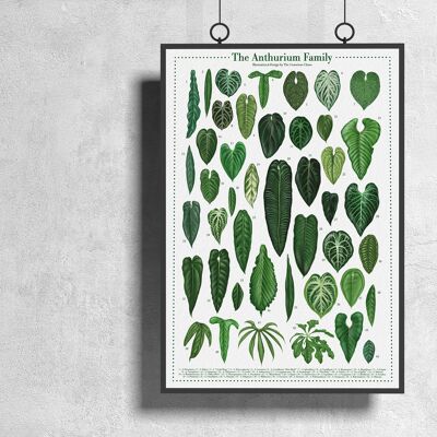 Affiche espèces végétales "Anthurium" DIN A3