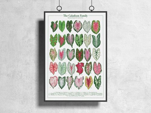 Plantspecies Poster "Caladium" DIN A3