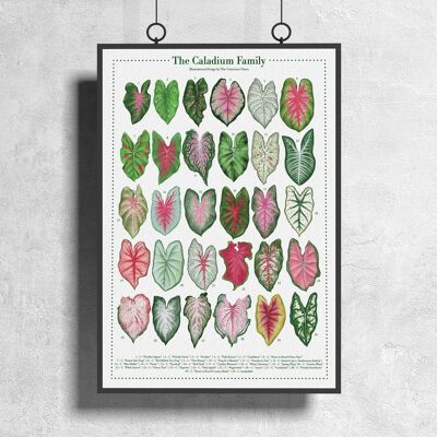 Poster di specie vegetali "Caladium" DIN A3