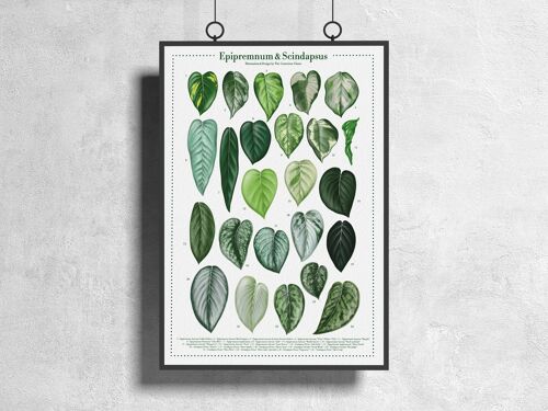 Plantspecies Poster "Epipremnum&Scindapsus" DIN A3