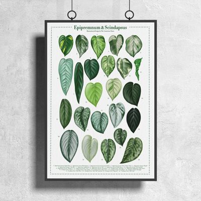 Poster di specie vegetali "Epipremnum & Scindapsus" DIN A3