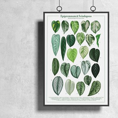 Plantspecies Poster "Epipremnum&Scindapsus" DIN A3