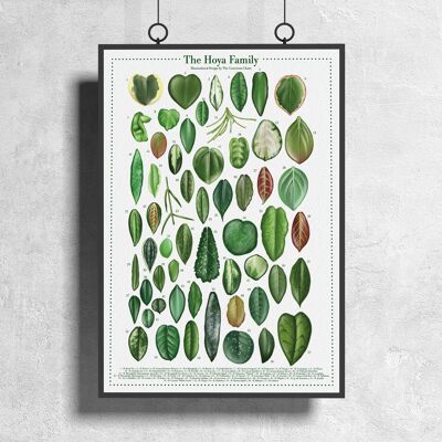 Affiche espèces végétales "Hoya" DIN A3