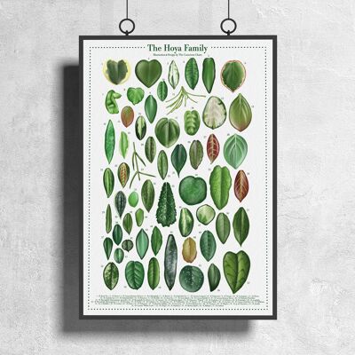 Póster Especies Vegetales "Hoya" DIN A3