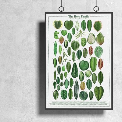 Affiche espèces végétales "Hoya" DIN A3