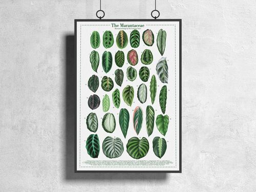 Plantspecies Poster "Marantaceae" DIN A3