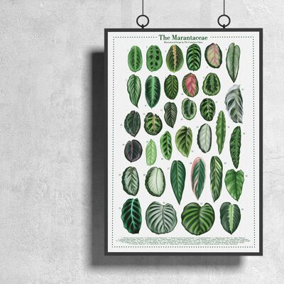 Plantspecies Poster "Marantaceae" DIN A3
