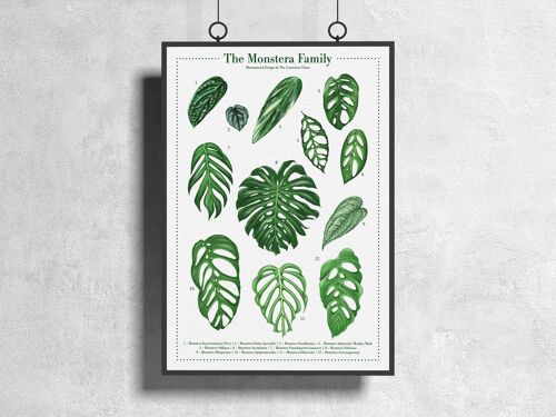 Plantspecies Poster "Monstera" DIN A3