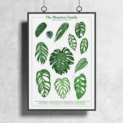Specie vegetale Poster "Monstera" DIN A3