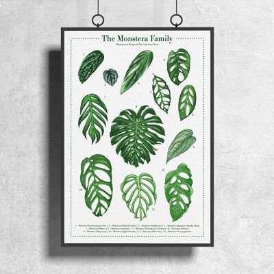 Póster de especies de plantas "Monstera" DIN A3