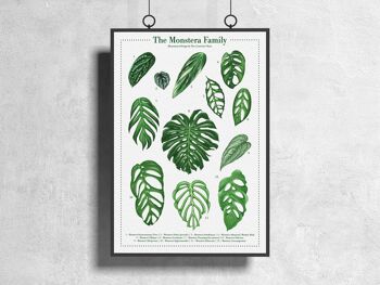 Affiche d'espèces végétales "Monstera" DIN A3