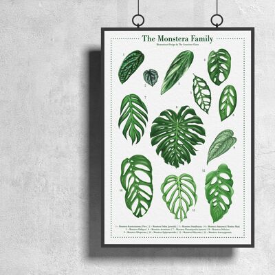 Specie vegetale Poster "Monstera" DIN A3