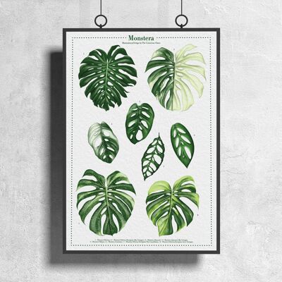 Plantspecies Poster "Monstera Variegata" DIN A3