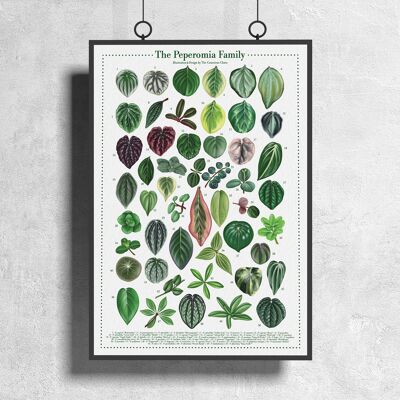 Poster di specie vegetali "Peperomia" DIN A3