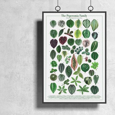 Plant species poster "Peperomia" DIN A3
