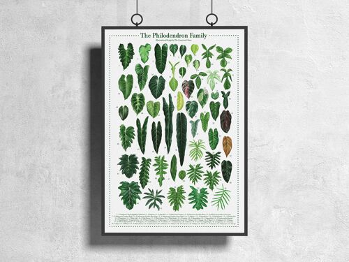 Plantspecies Poster "Philodendron" DIN A3